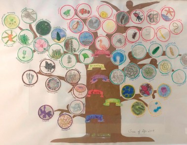 Updated Tree of Life